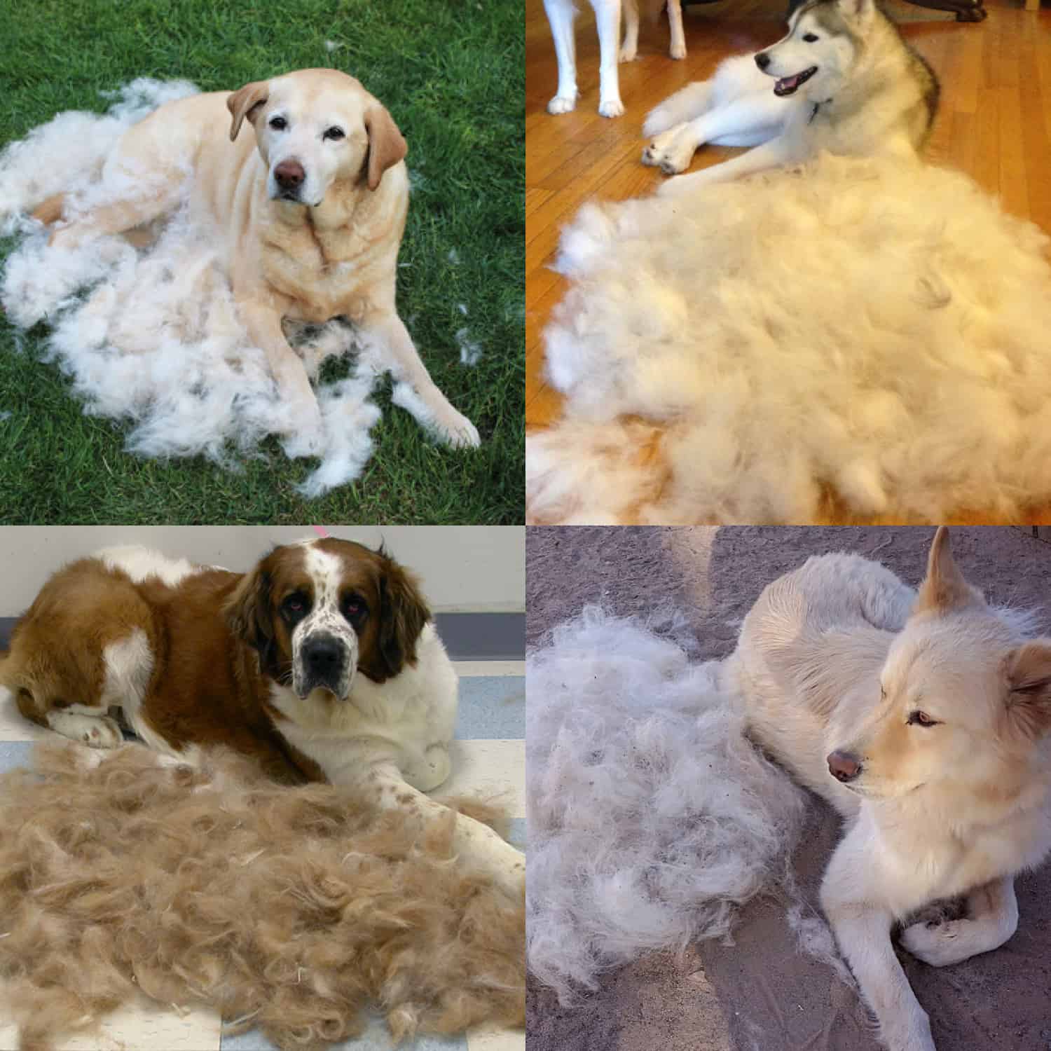 PetTangler, oboustranná kartáč na odstraňování chlupů a spodní srsti - Image 7