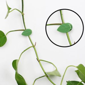 FixtureClips, samolepící držáky na rostliny - 10 + 10 ZDARMA