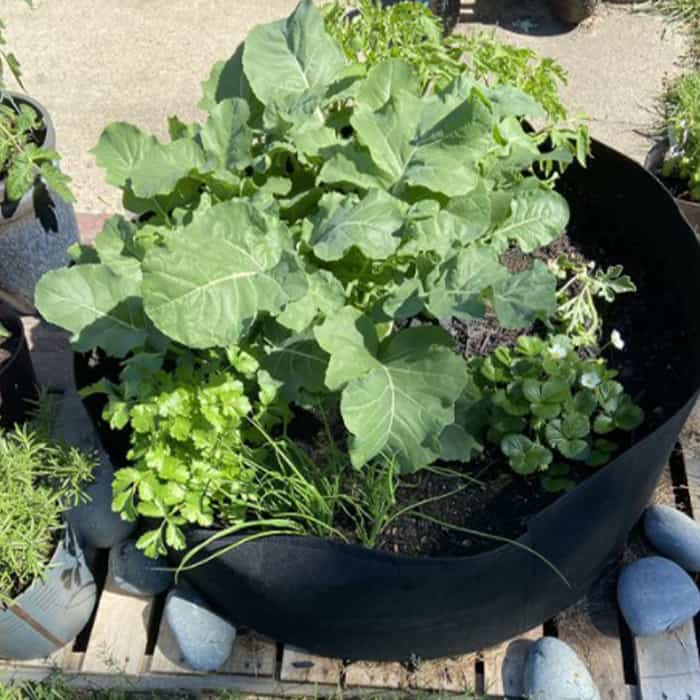 Garden GrowBag, záhon z textilu pro bujný růst všech druhů rostlin